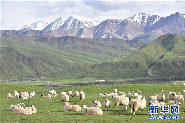 相约祁连山下好牧场--新华社青海分社融合报道