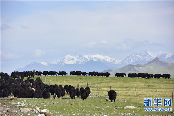 祁连:畜牧业企业的品牌化发展之路