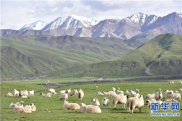 高原牧歌入梦来:祁连谱写现代生态畜牧业新华
