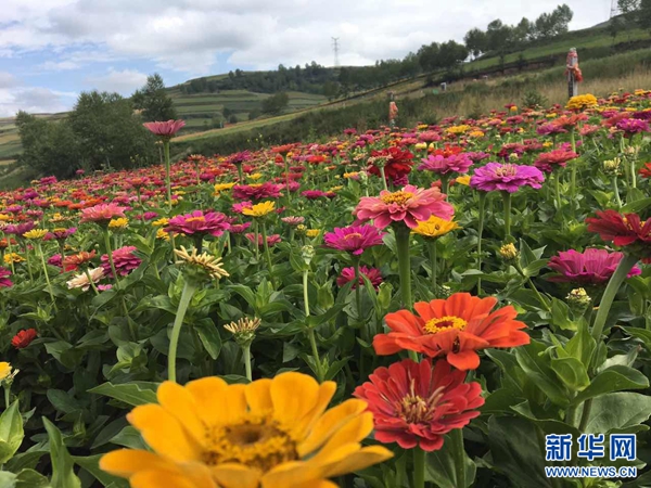 青海湟中单身青年花海觅知音