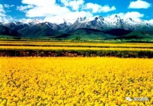 扎扎实实推进生态畜牧业建设 | 访海北州农牧局