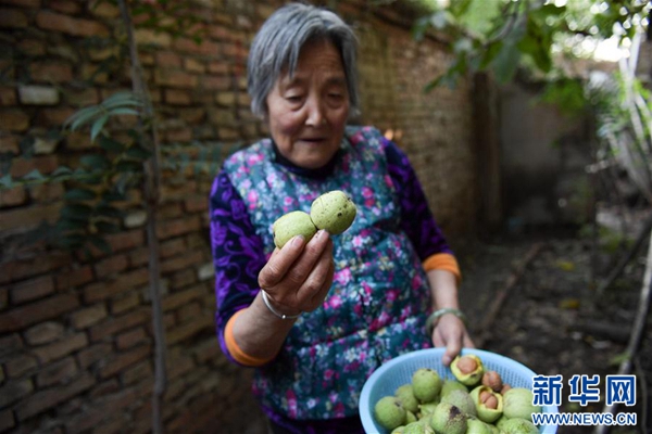 一棵核桃树里的绿色西宁情