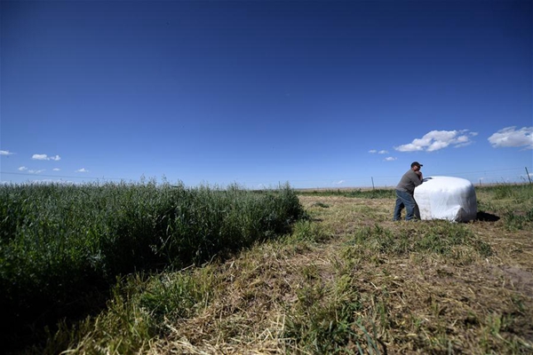 青海:生态畜牧业破题草畜矛盾实现增草增收