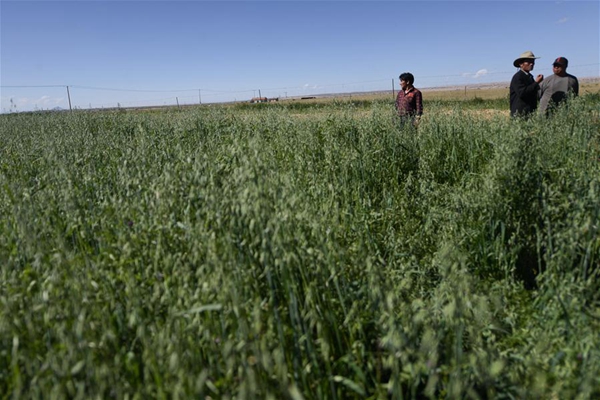 青海:生态畜牧业破题草畜矛盾实现增草增收