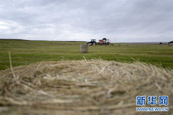 青海:生态畜牧业破题草畜矛盾实现增草增收
