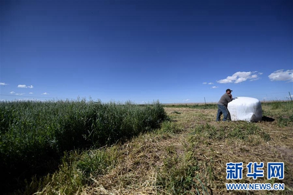 青海:生态畜牧业破题草畜矛盾实现增草增收