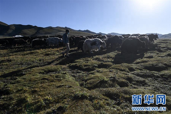 青海:生态畜牧业破题草畜矛盾实现增草增收