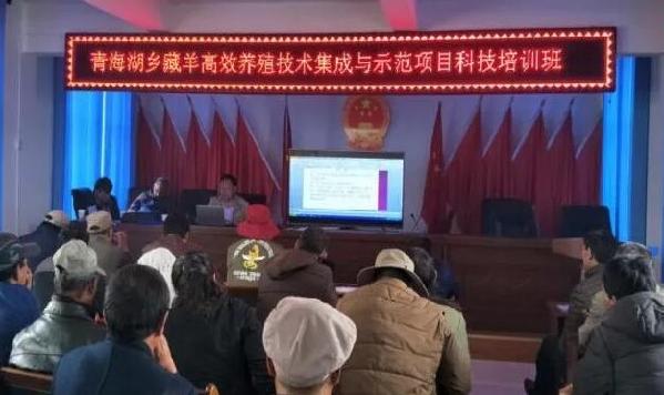 【简讯】海晏县开展畜牧良种补贴项目种畜鉴定