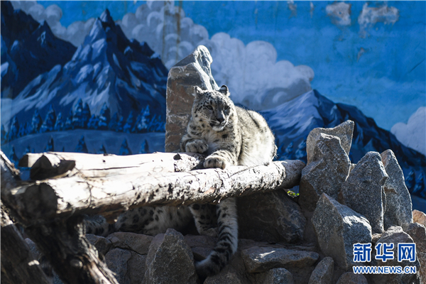 青海攻克雪豹繁育难题 傲雪成国内唯一现存人
