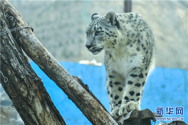 青海攻克雪豹繁育难题 傲雪成国内唯一现存人
