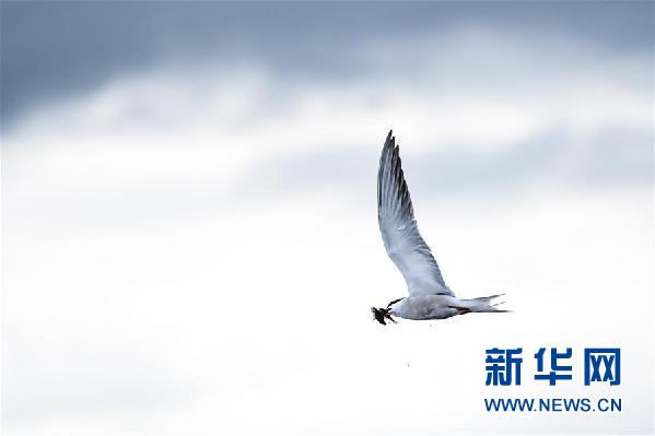 青海一条鱼:从濒临灭绝到鱼翔浅底