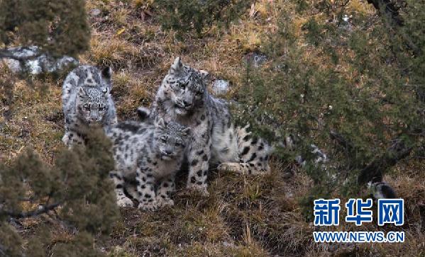 专家指出,澜沧江源正成为全球最佳雪豹自然体