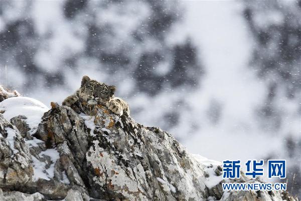专家指出,澜沧江源正成为全球最佳雪豹自然体