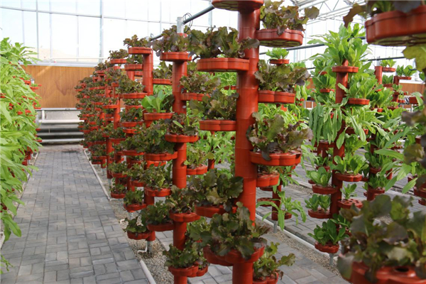 河西镇强化四项举措 党建引领脱贫攻坚显成效