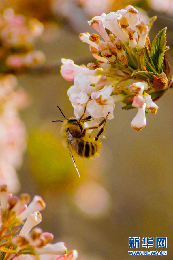 123秒!新华网带你追寻这一季的高原春色