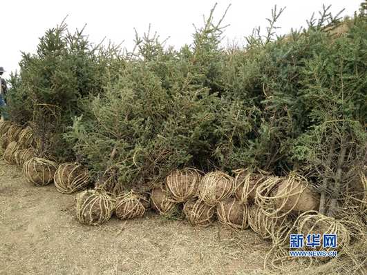 保护青海湖我们在行动义务植树活动西宁南酉