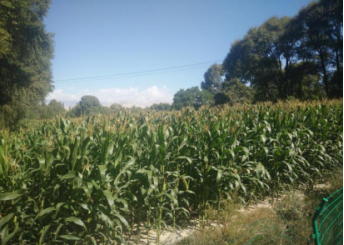 河阴镇抓好四项建设 给力乡村振兴