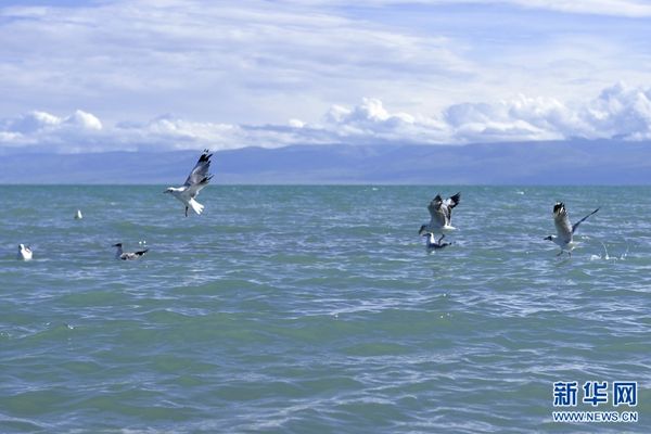 青海湖鸟岛及沙岛景区停止营业以保护生态