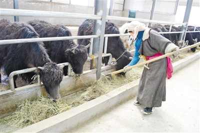 四个转变在基层 唐乃亥桑当村不挖虫草养奶牛