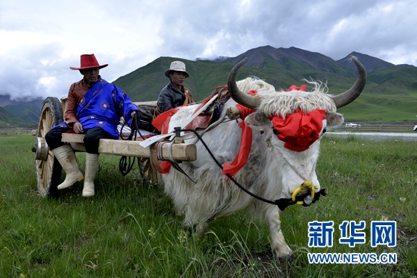 旅游+扶贫:生态牧场上的“富民曲”惹火宝贝妃