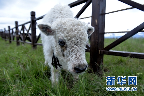 旅游+扶贫:生态牧场上的“富民曲”惹火宝贝妃