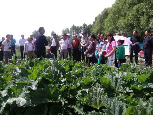 鱼山村:党建+助力小蒜苗做成大产业