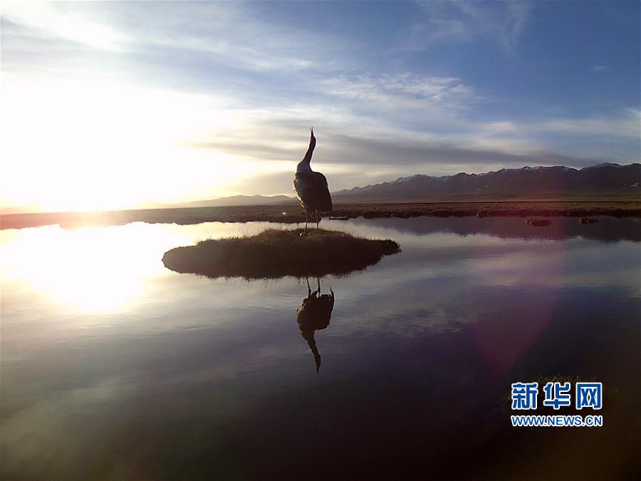 （图文互动）（1）青海祁连山地区首次采集到黑颈鹤孵化影像