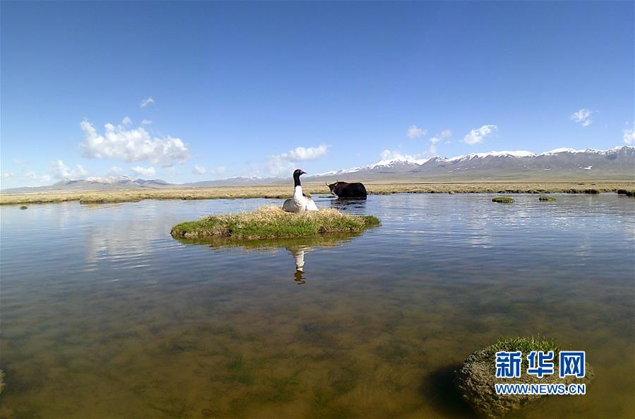 （图文互动）（3）青海祁连山地区首次采集到黑颈鹤孵化影像