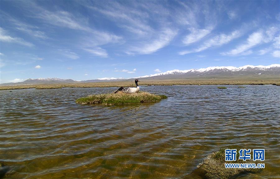 （图文互动）（4）青海祁连山地区首次采集到黑颈鹤孵化影像