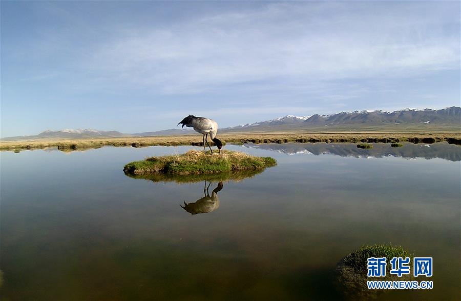 （图文互动）（5）青海祁连山地区首次采集到黑颈鹤孵化影像