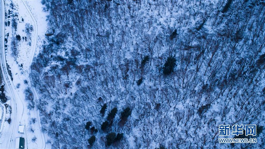 （新华视界）（2）冬季北山的“林海雪原”