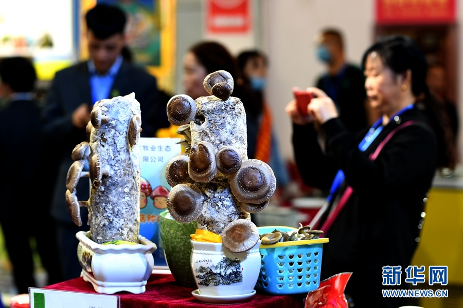新意，这届青洽会有心意！
