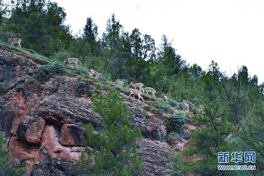 （图文互动）（2）多方合力保护“绿水青山”——澜沧江园区生态保护见闻