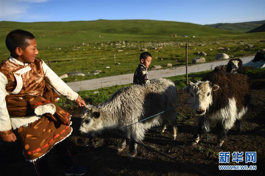 智和美草原上的夏日童趣