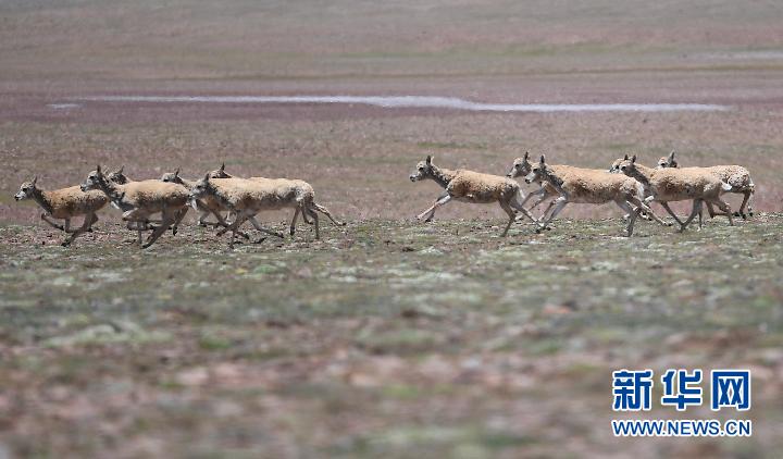 回迁|可可西里藏羚羊进入回迁高峰期