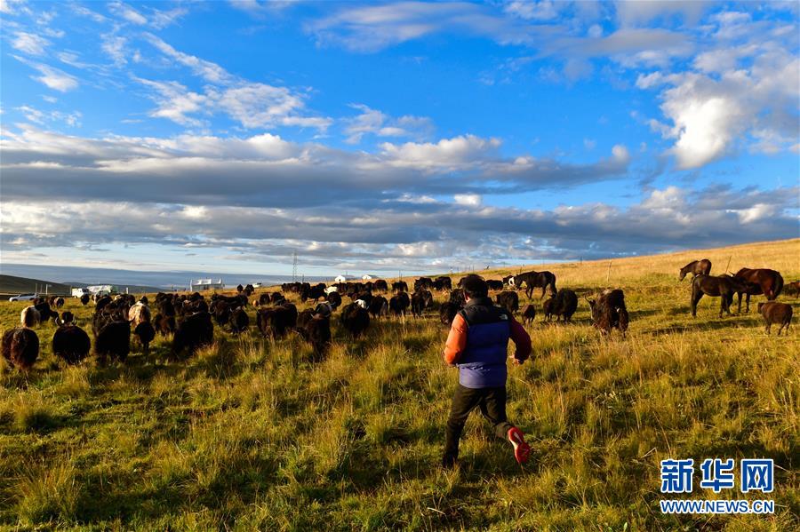 『新华社』生态畜牧业唱响草原新牧歌