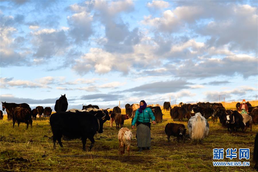 『新华社』生态畜牧业唱响草原新牧歌