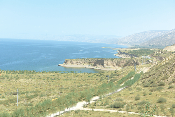 [青海日报]荒漠生绿荫