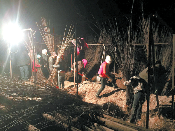[青海日报]荒漠生绿荫
