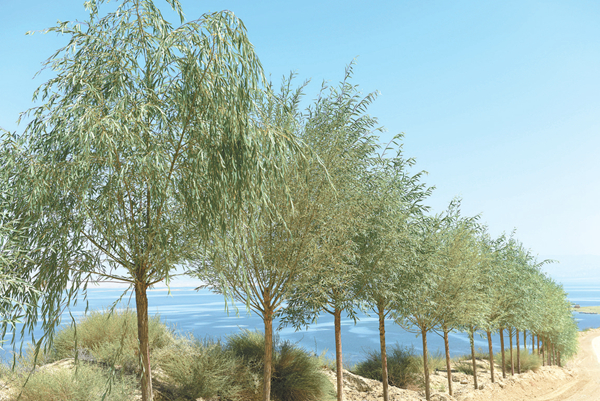 [青海日报]荒漠生绿荫