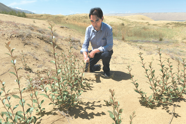 [青海日报]荒漠生绿荫