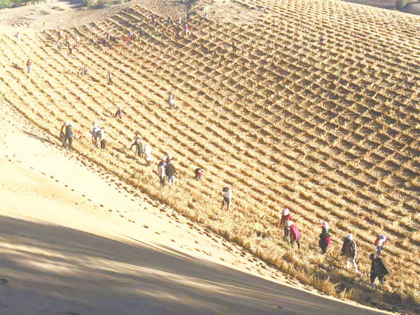 [青海日报]荒漠生绿荫