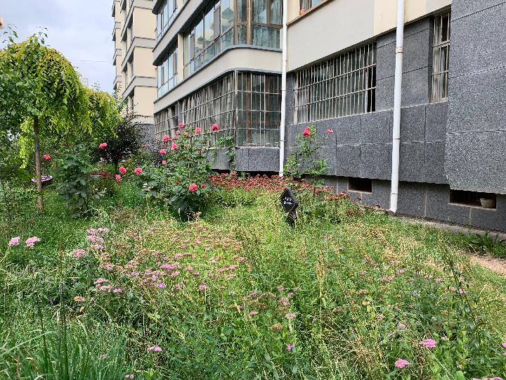 【新华社】青海西宁海绵城市建设走访见闻