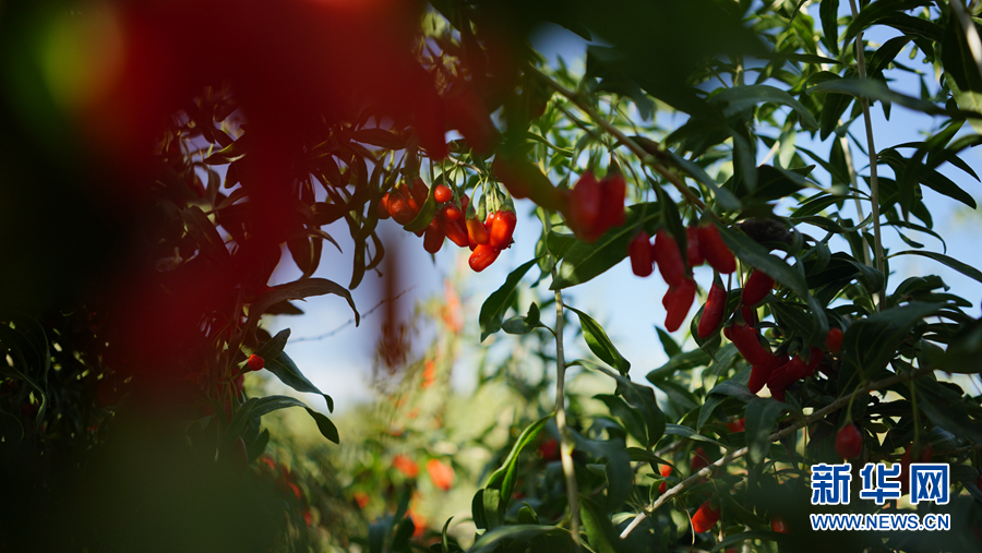 「新华网」乌兰有“三宝”：枸杞 藜麦 茶卡羊
