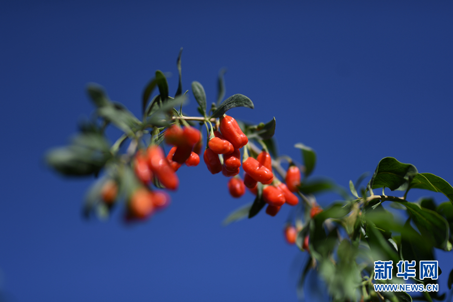 「新华网」乌兰有“三宝”：枸杞 藜麦 茶卡羊