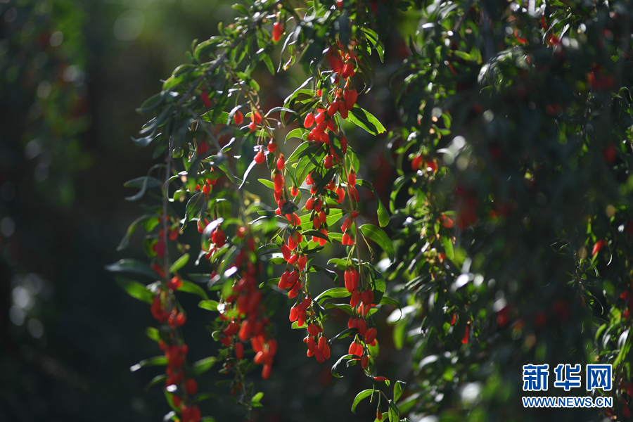 「新华网」乌兰有“三宝”：枸杞 藜麦 茶卡羊