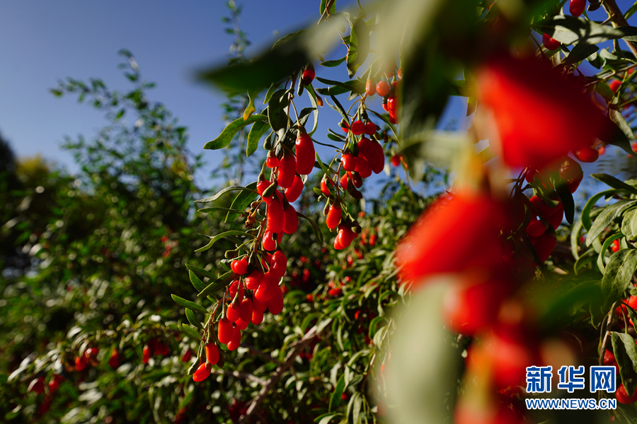 「新华网」乌兰有“三宝”：枸杞 藜麦 茶卡羊