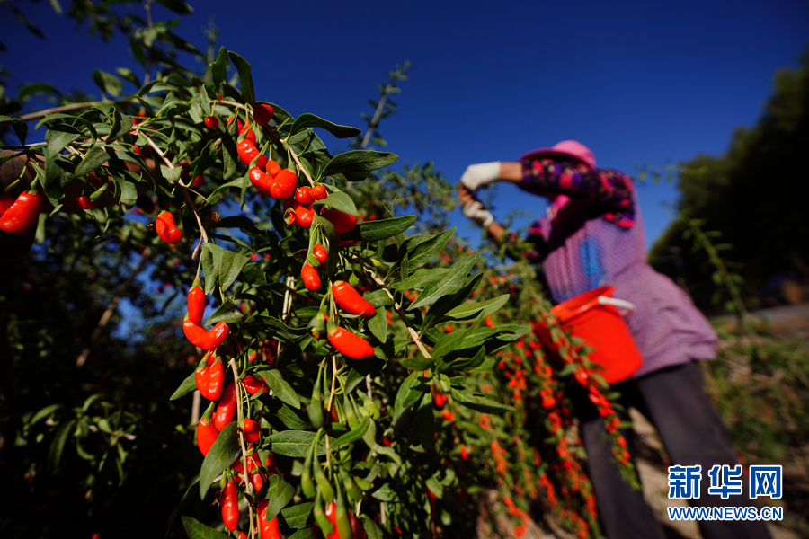 「新华网」乌兰有“三宝”：枸杞 藜麦 茶卡羊