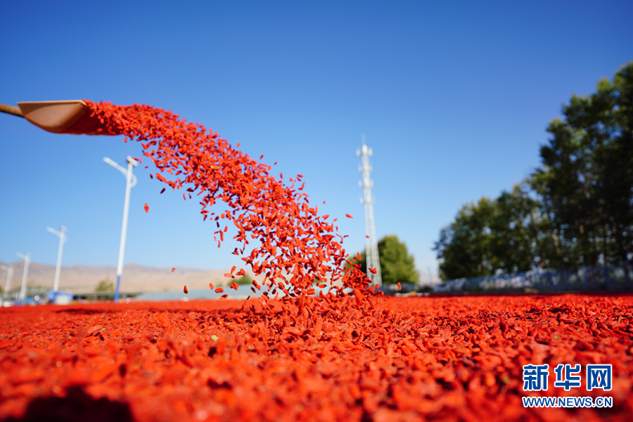 「新华网」乌兰有“三宝”：枸杞 藜麦 茶卡羊