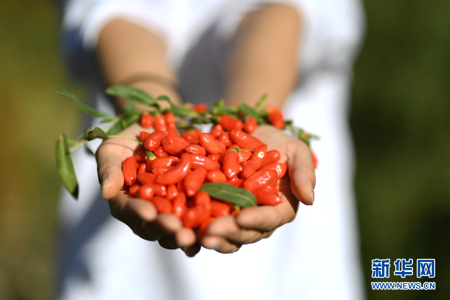 「新华网」乌兰有“三宝”：枸杞 藜麦 茶卡羊